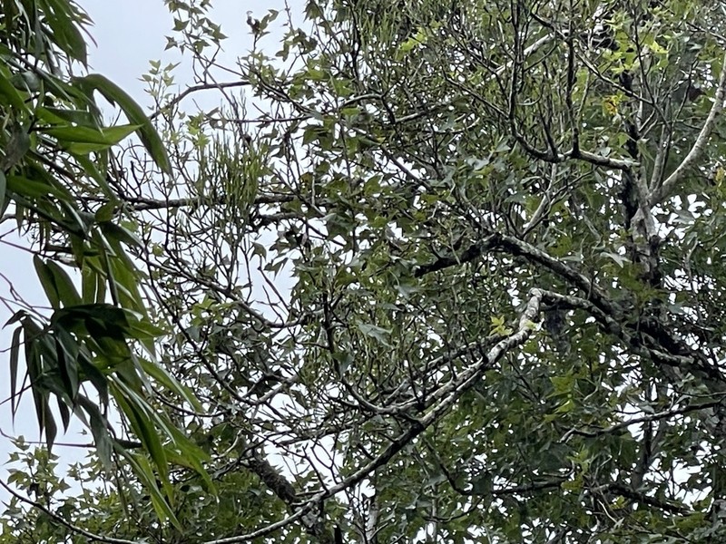 Bertero's Mistletoe photo 2