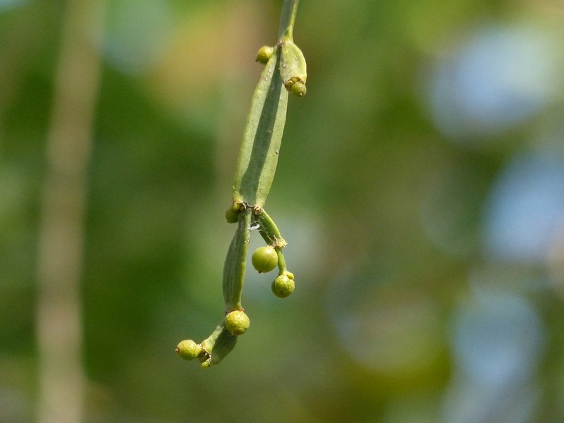 Bertero's Mistletoe photo 3