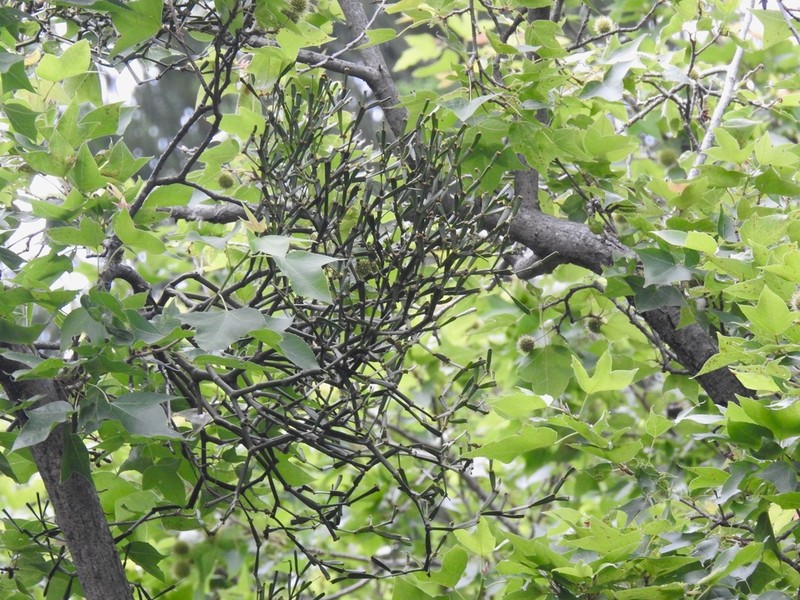 Bertero's Mistletoe photo 4