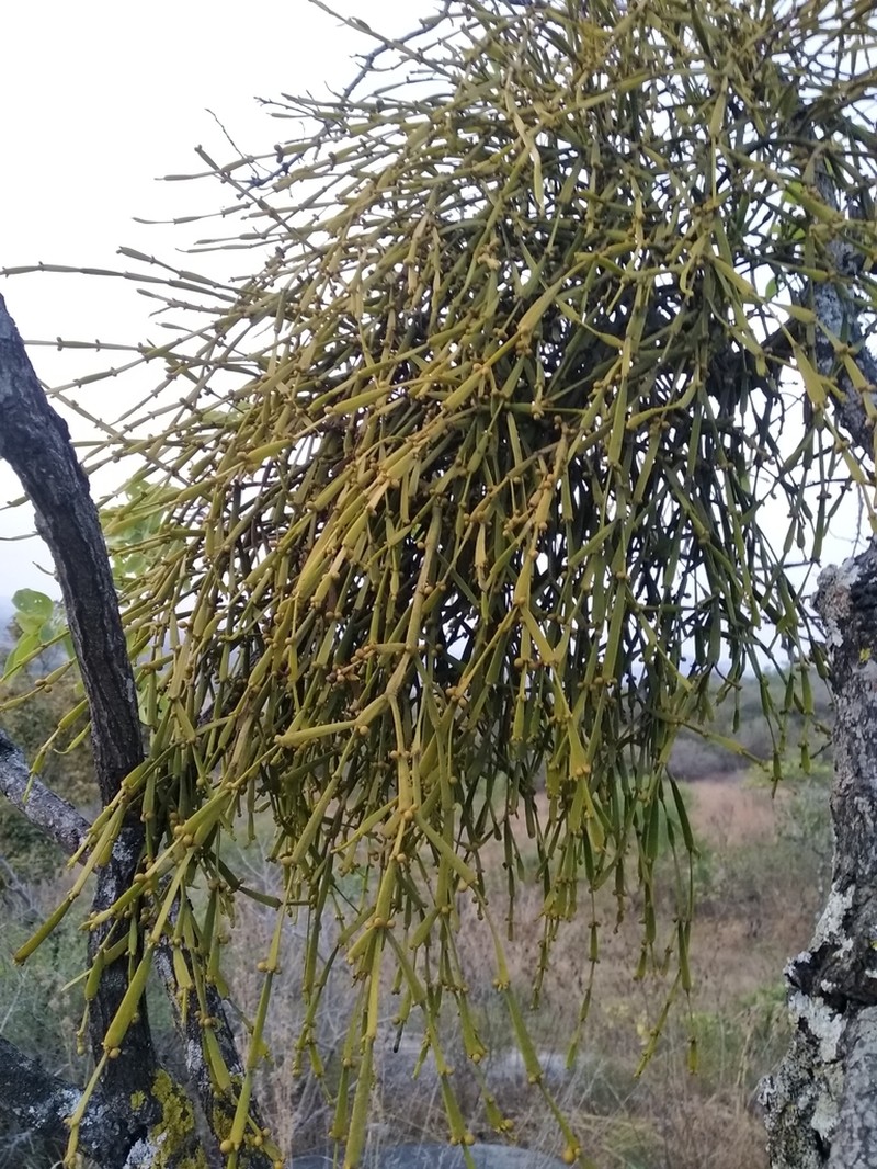 Bertero's Mistletoe photo 5