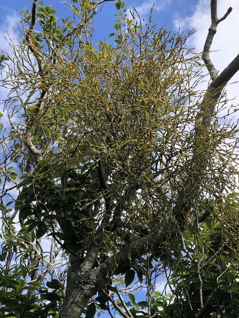 Bertero's Mistletoe photo 6
