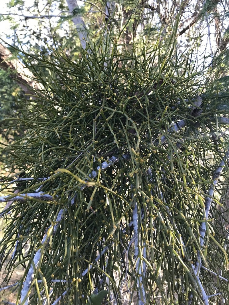 Bertero's Mistletoe photo 7