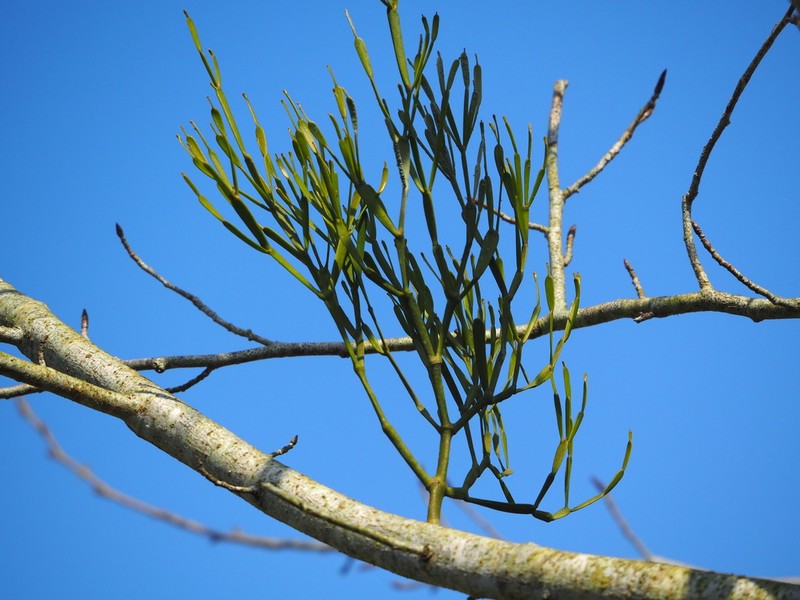 Bertero's Mistletoe photo 8