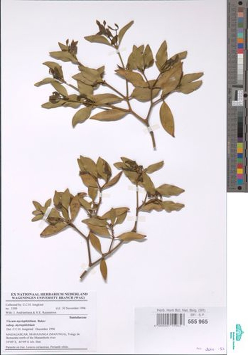 Viscum myriophlebium var. myriophlebium