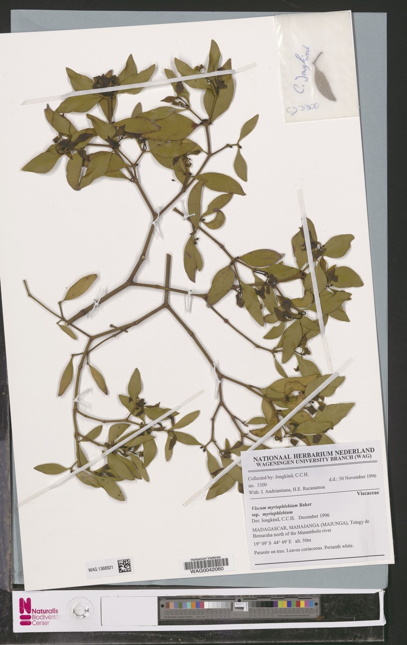 Viscum myriophlebium var. myriophlebium photo 2