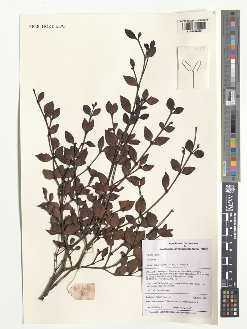Viscum sahyadricum