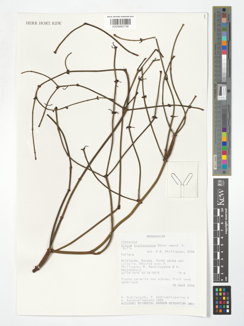 Viscum trachycarpum var. trachycarpum photo 2