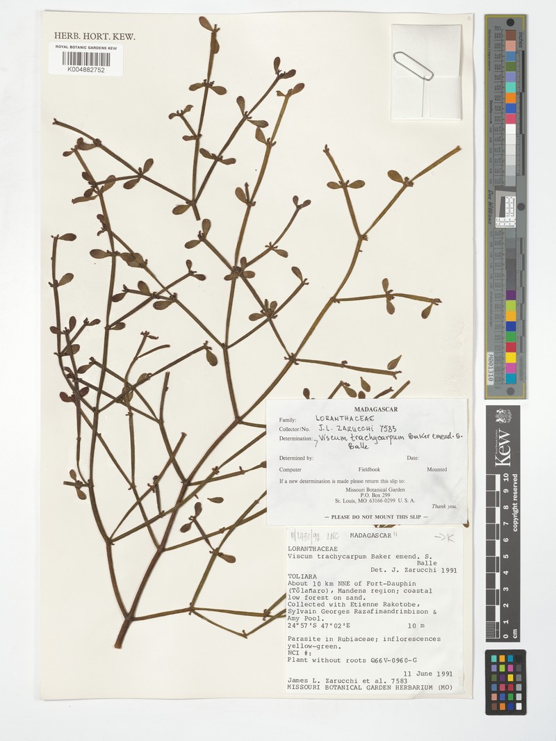 Viscum trachycarpum var. trachycarpum photo 3
