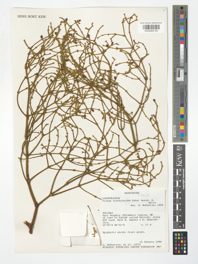 Viscum trachycarpum var. trachycarpum photo 4