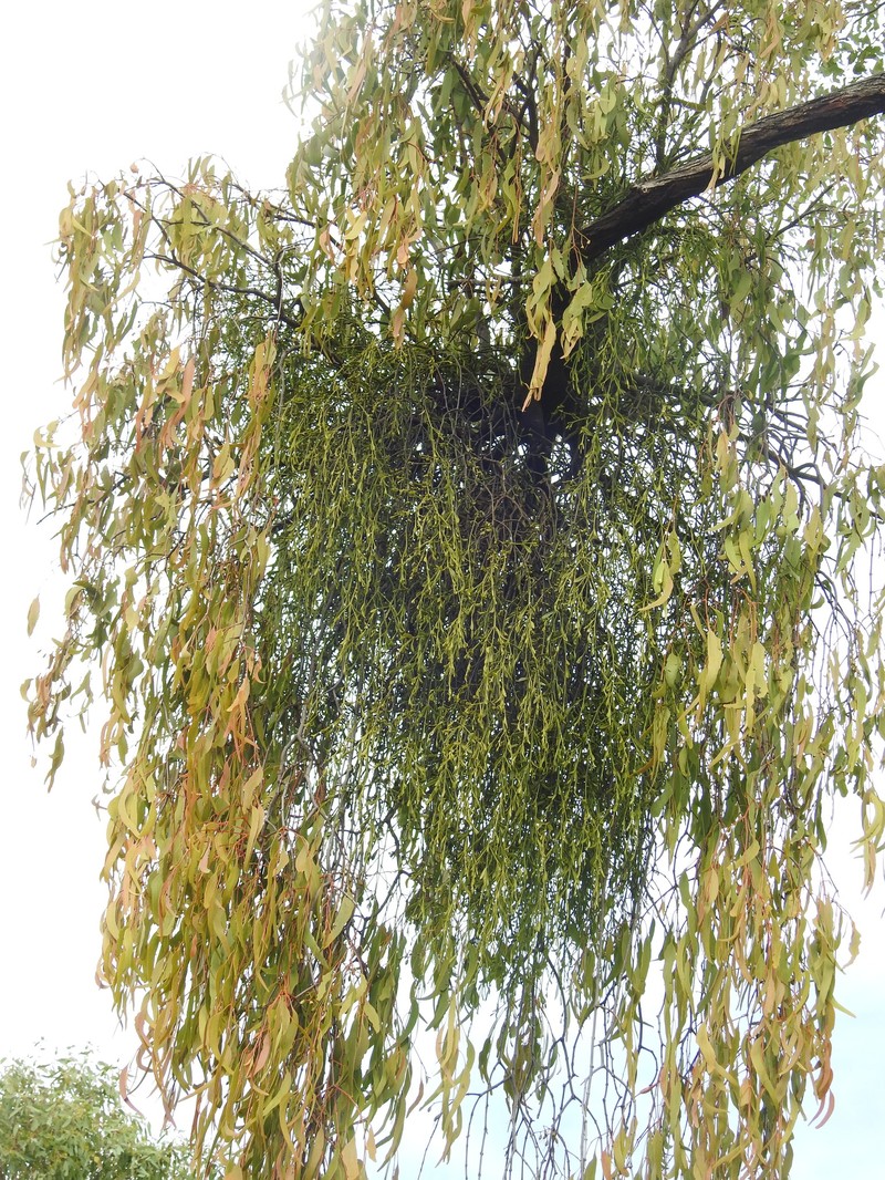 Viscum whitei subsp. whitei photo 4