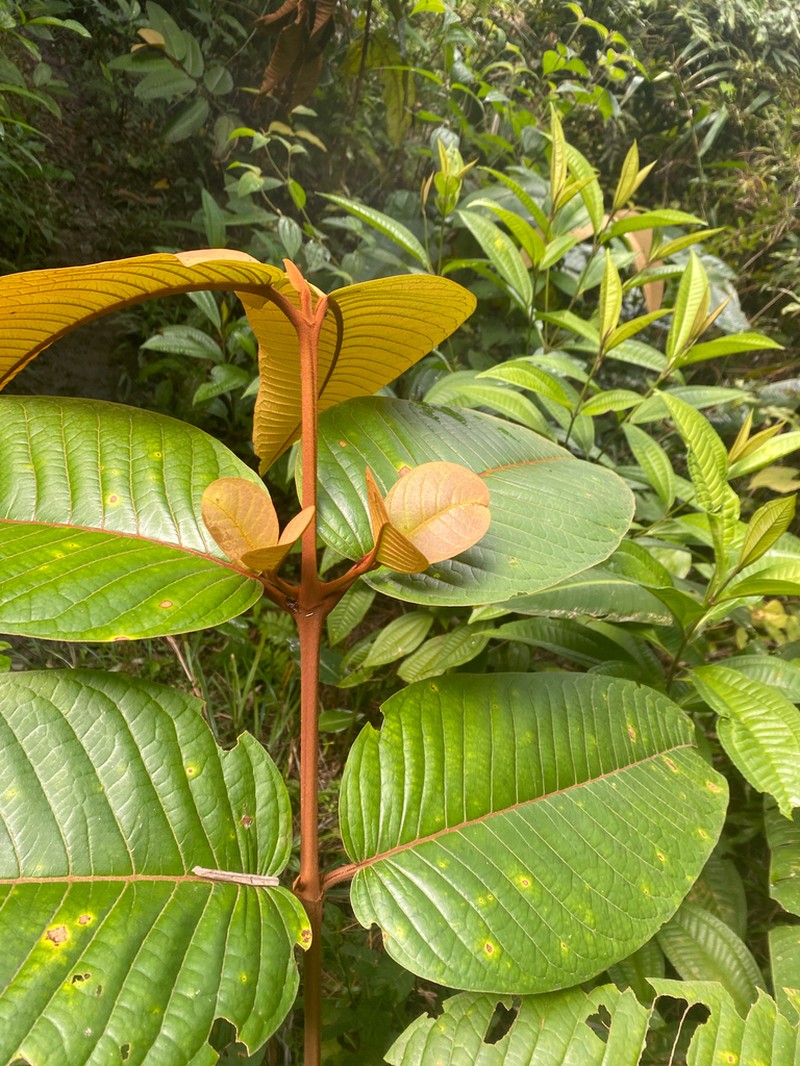 Vismia atlantica