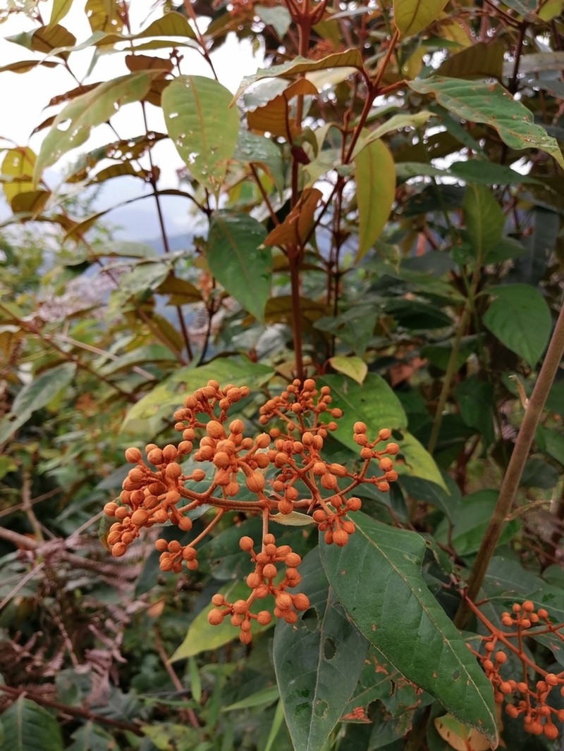 Vismia baccifera photo 2