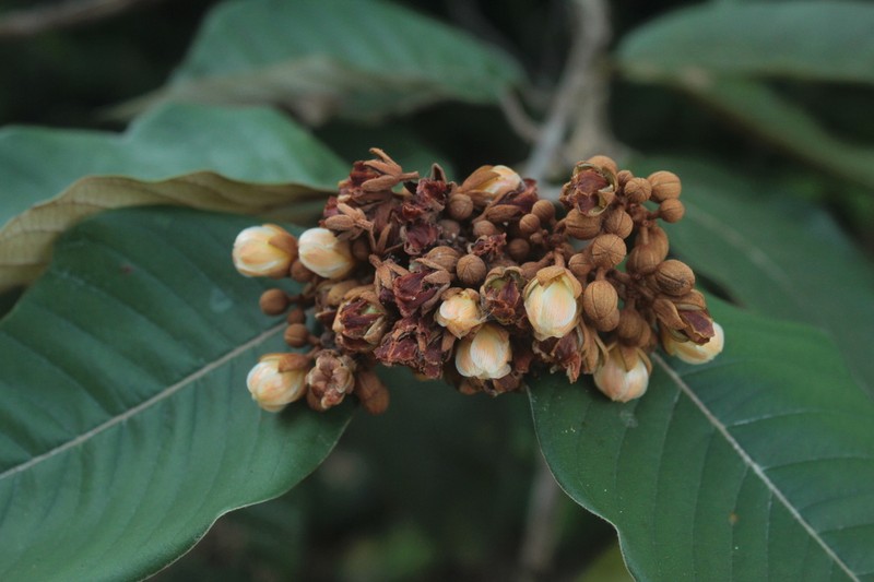 Vismia baccifera photo 3