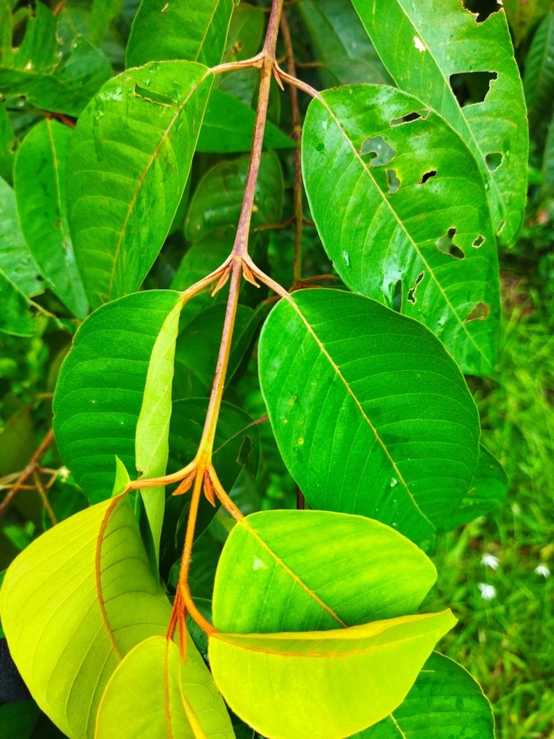 Vismia baccifera photo 4