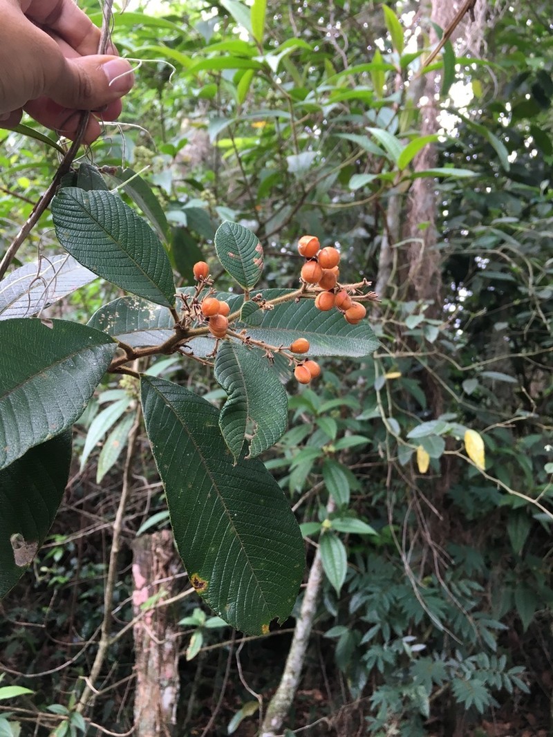 Vismia baccifera photo 5