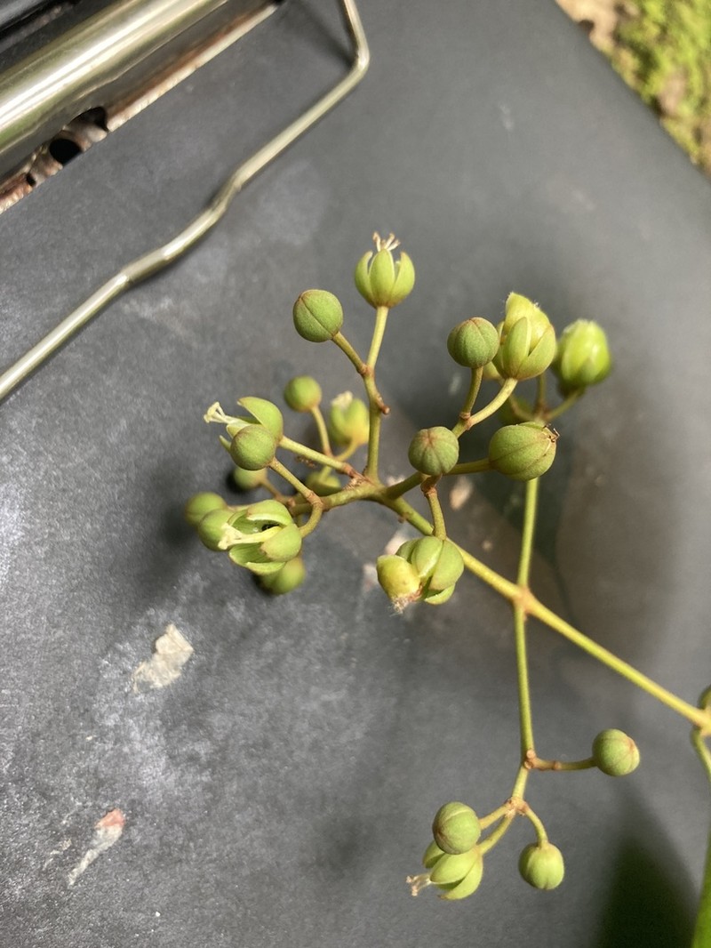 Vismia baccifera photo 6