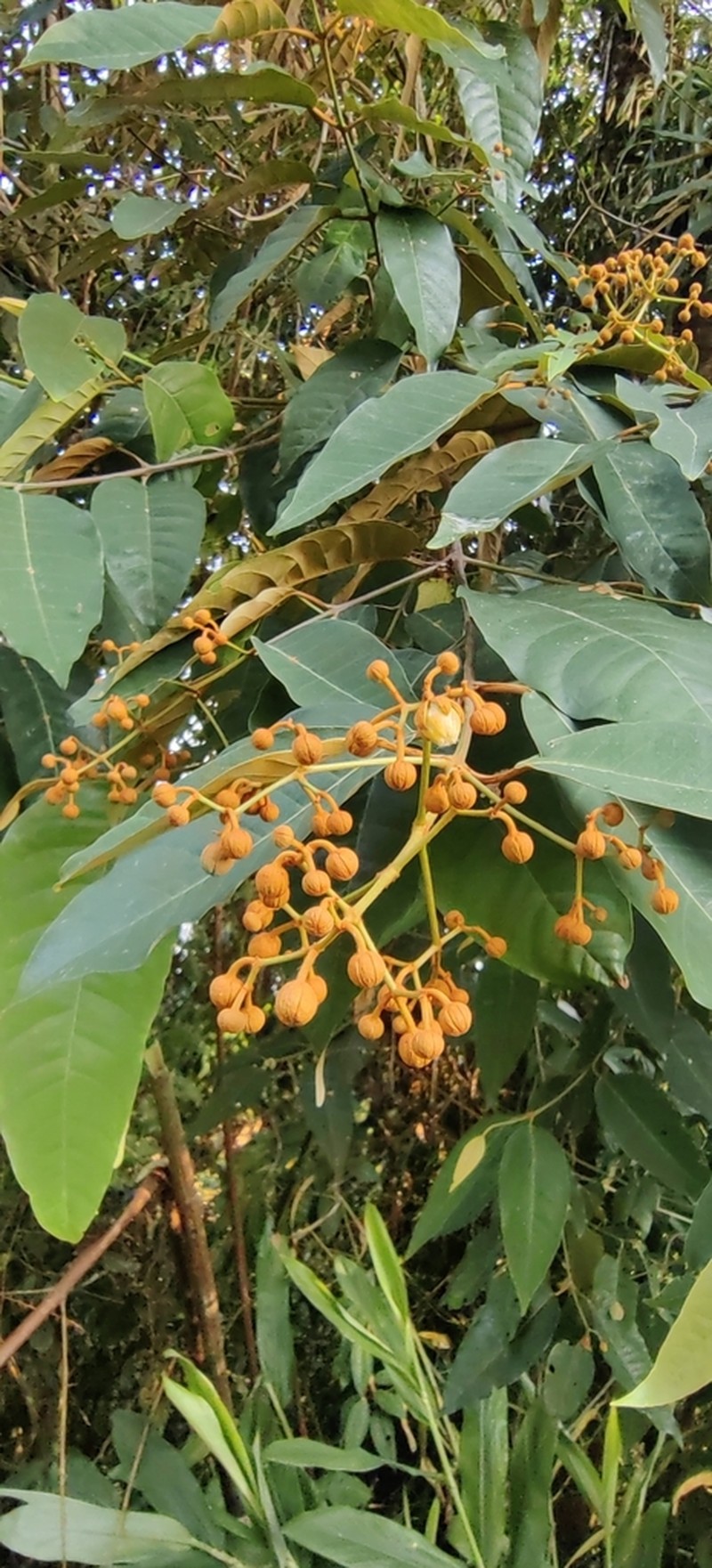 Vismia baccifera photo 7