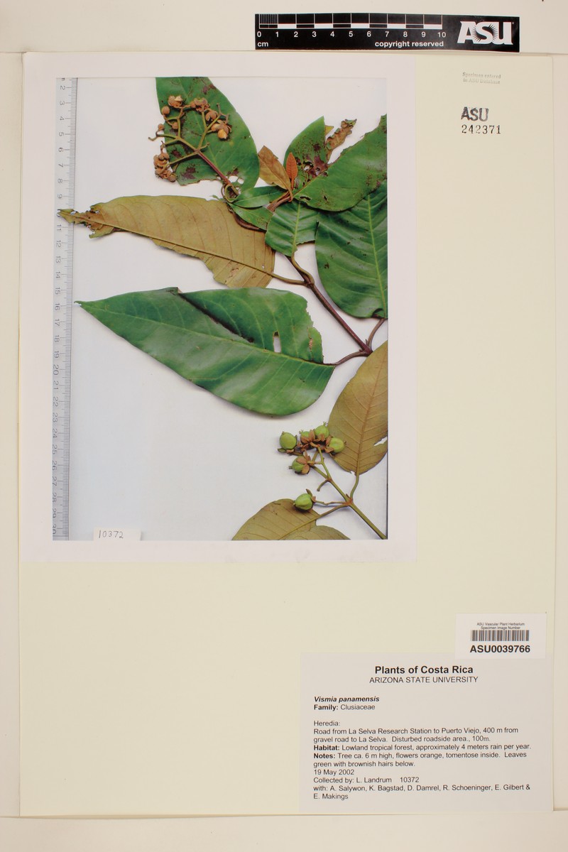 Vismia baccifera subsp. baccifera