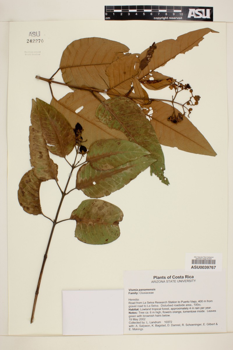 Vismia baccifera subsp. baccifera photo 2