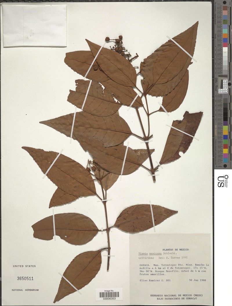 Vismia baccifera subsp. baccifera photo 3