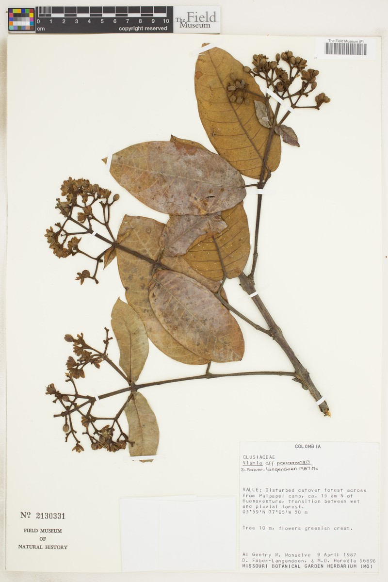 Vismia baccifera subsp. baccifera photo 4