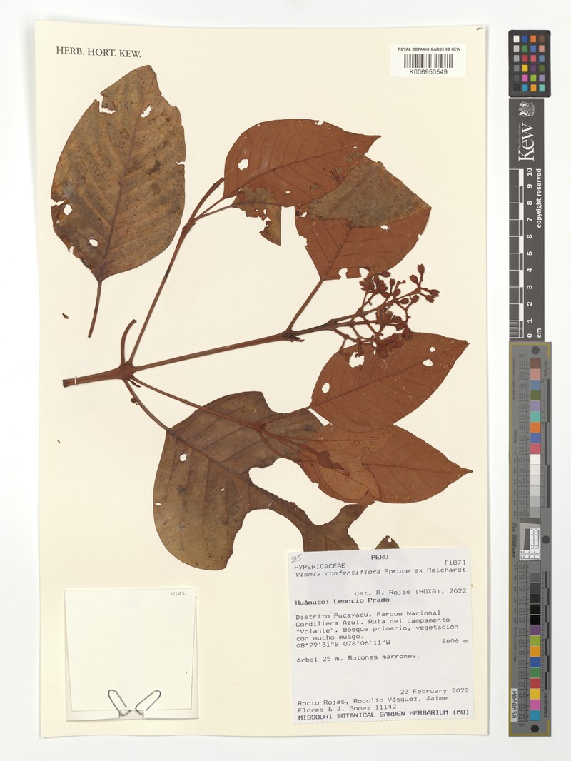 Vismia baccifera subsp. dealbata