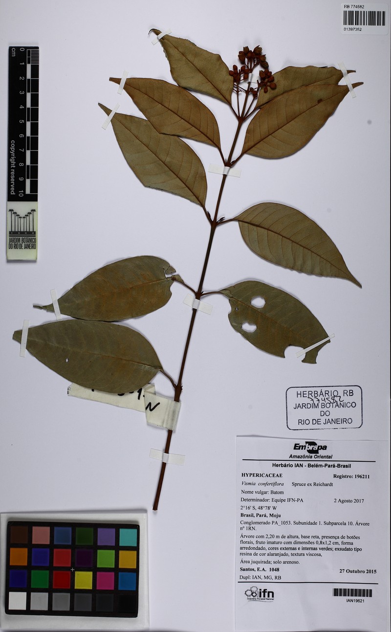 Vismia baccifera subsp. dealbata photo 2