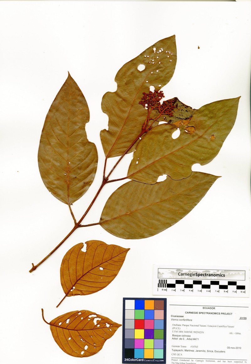 Vismia baccifera subsp. dealbata photo 3