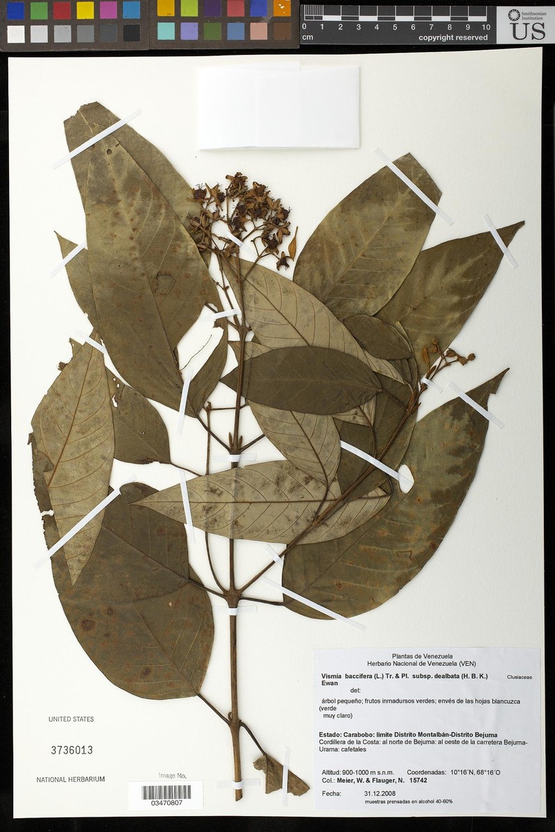 Vismia baccifera subsp. dealbata photo 4