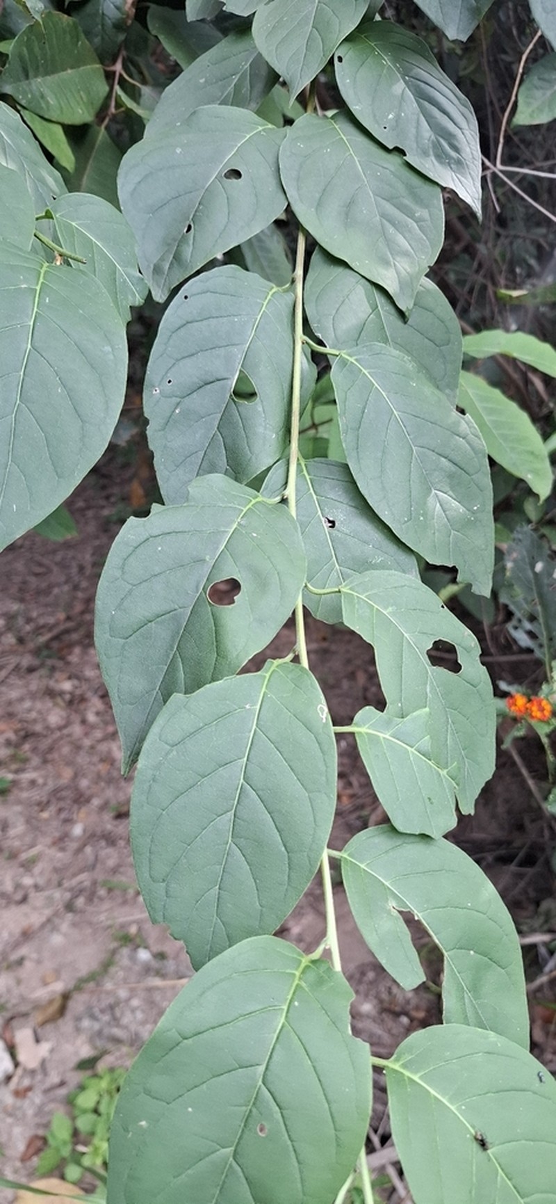 Vismia brasiliensis