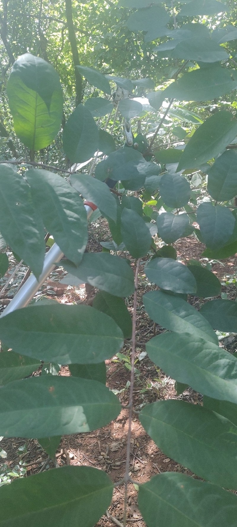 Vismia brasiliensis photo 2