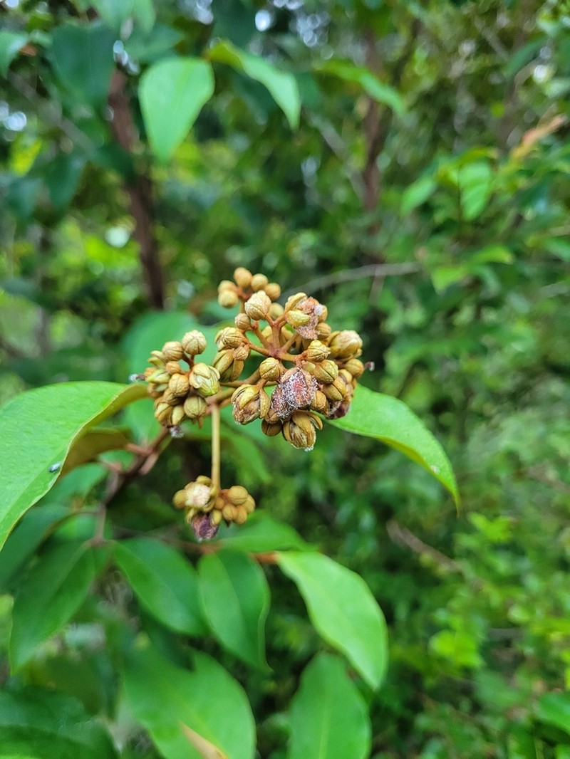 Vismia brasiliensis photo 3