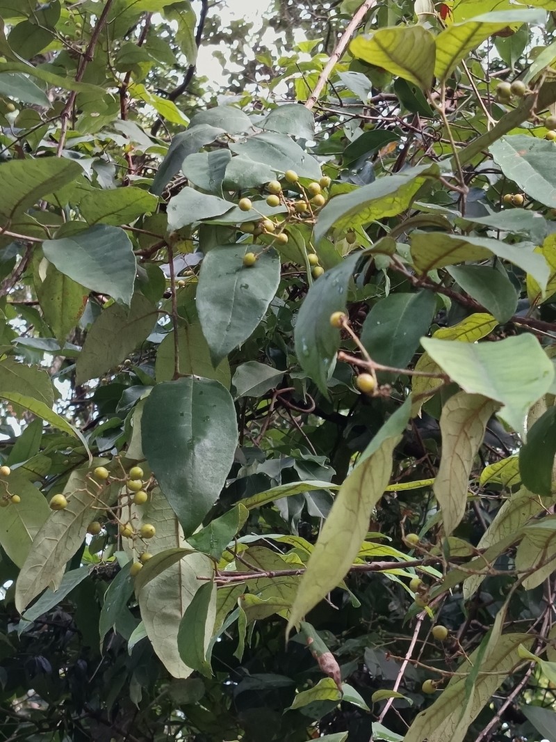 Vismia brasiliensis photo 4