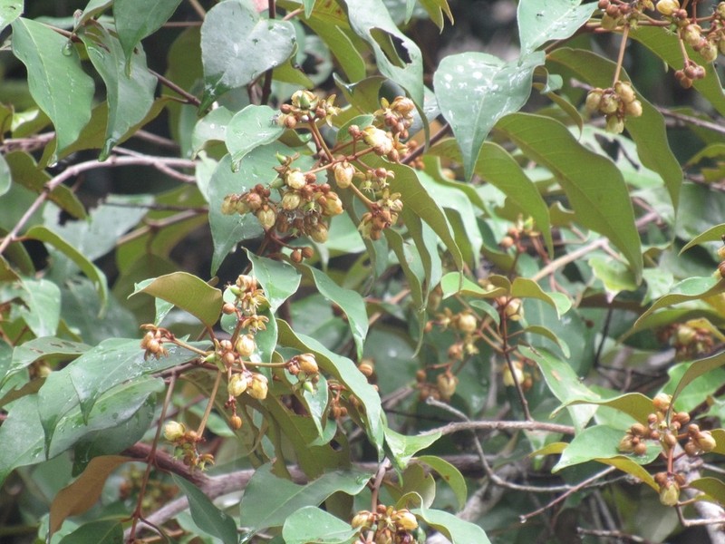 Vismia brasiliensis photo 5