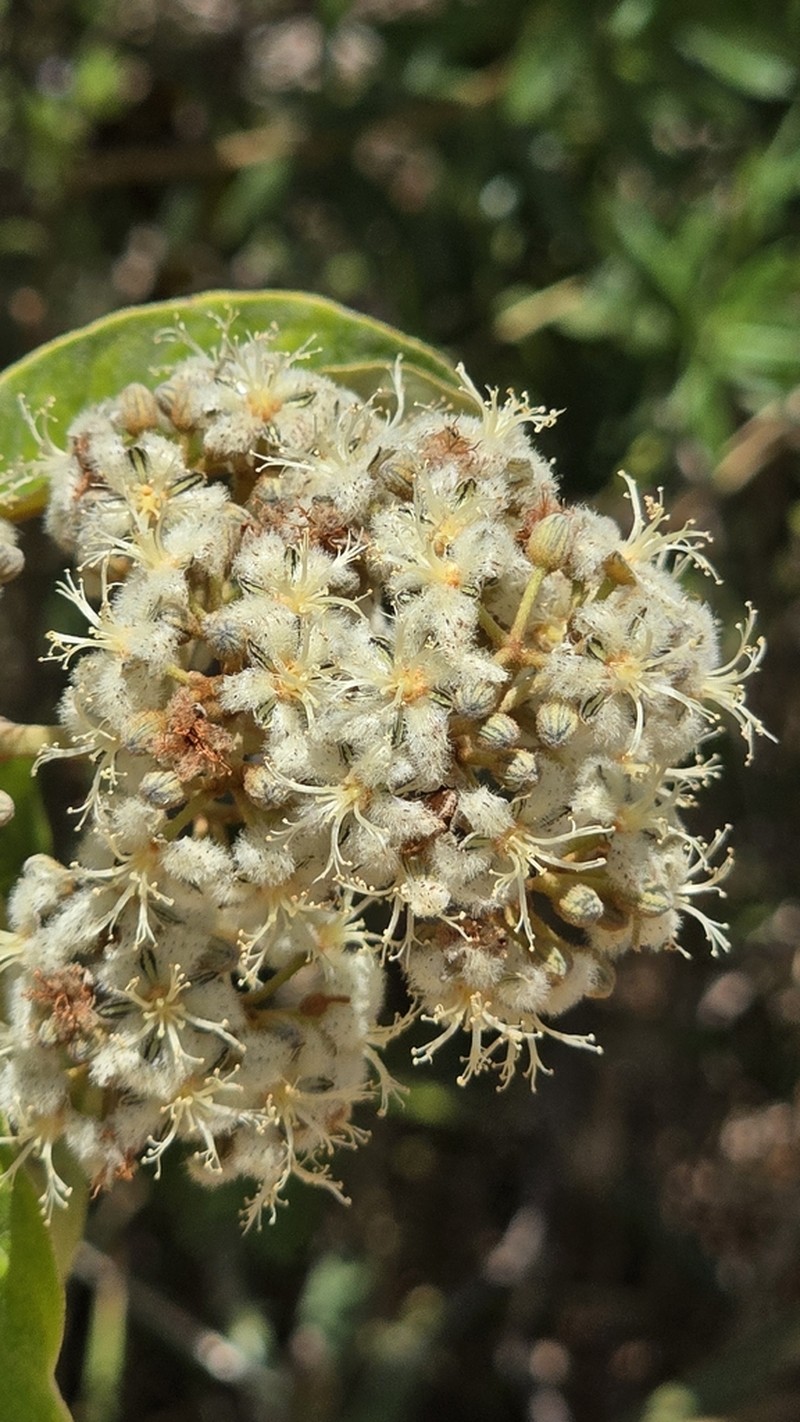 Vismia brasiliensis photo 6