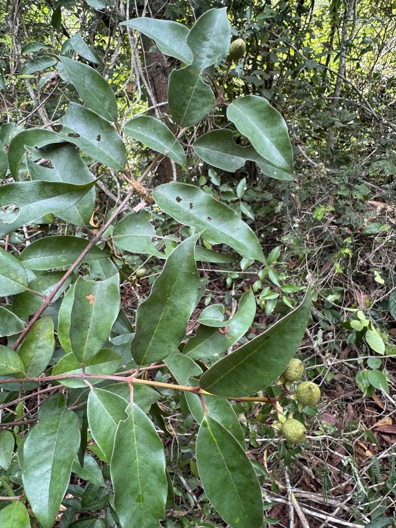 Vismia brasiliensis photo 7