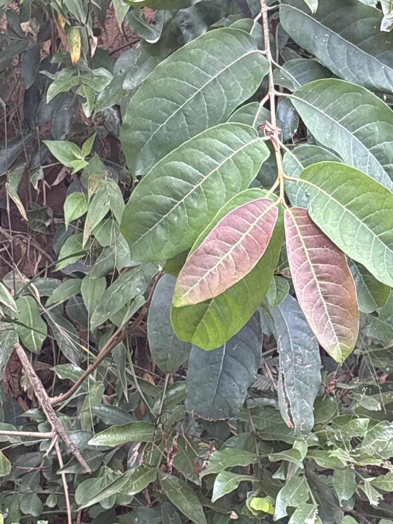 Vismia brasiliensis photo 8