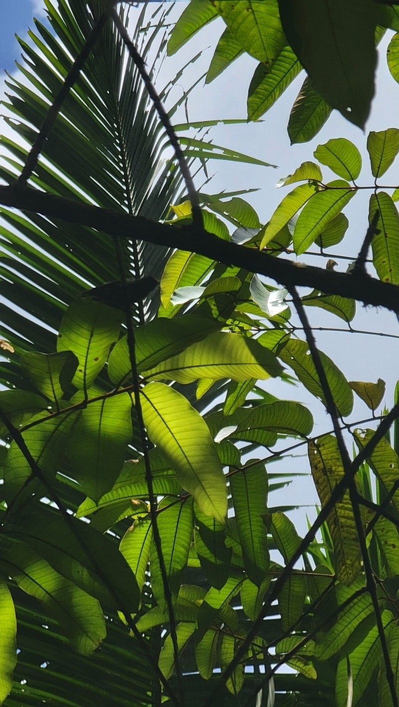 Vismia camparaguey photo 2