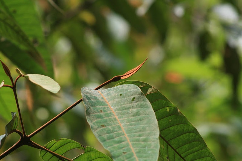 Vismia camparaguey photo 3