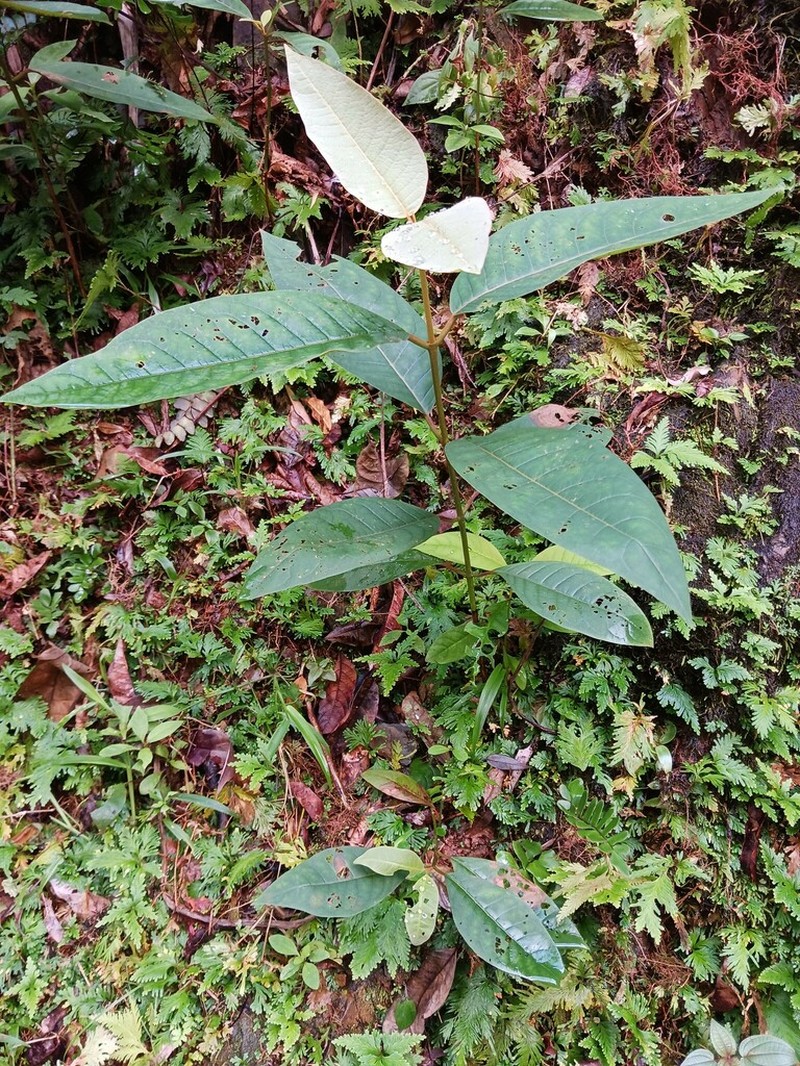 Vismia camparaguey photo 4