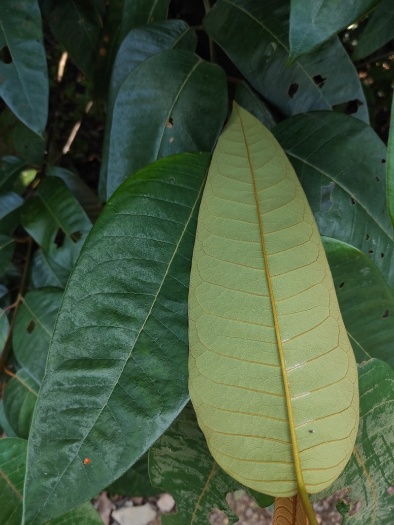 Vismia camparaguey photo 5