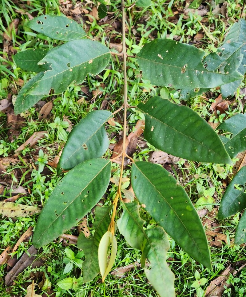 Vismia camparaguey photo 6