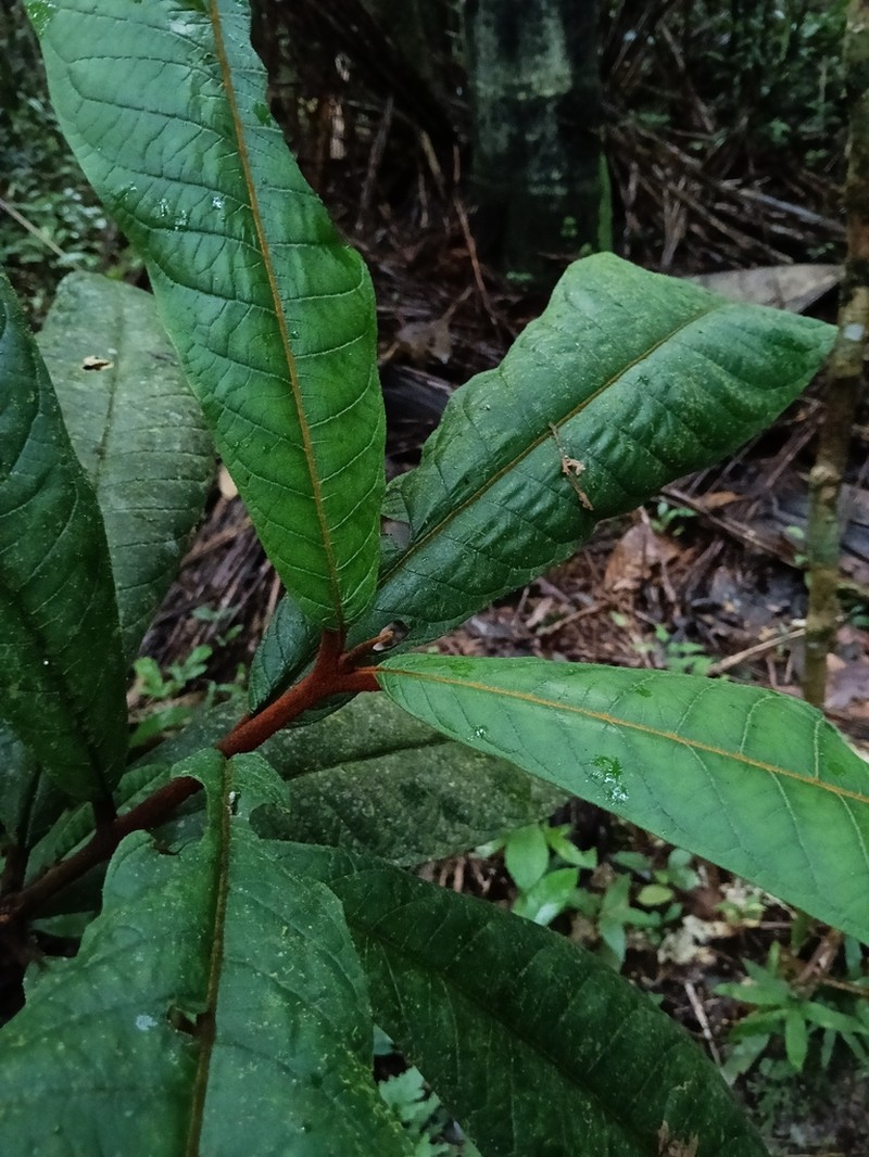 Vismia cauliflora