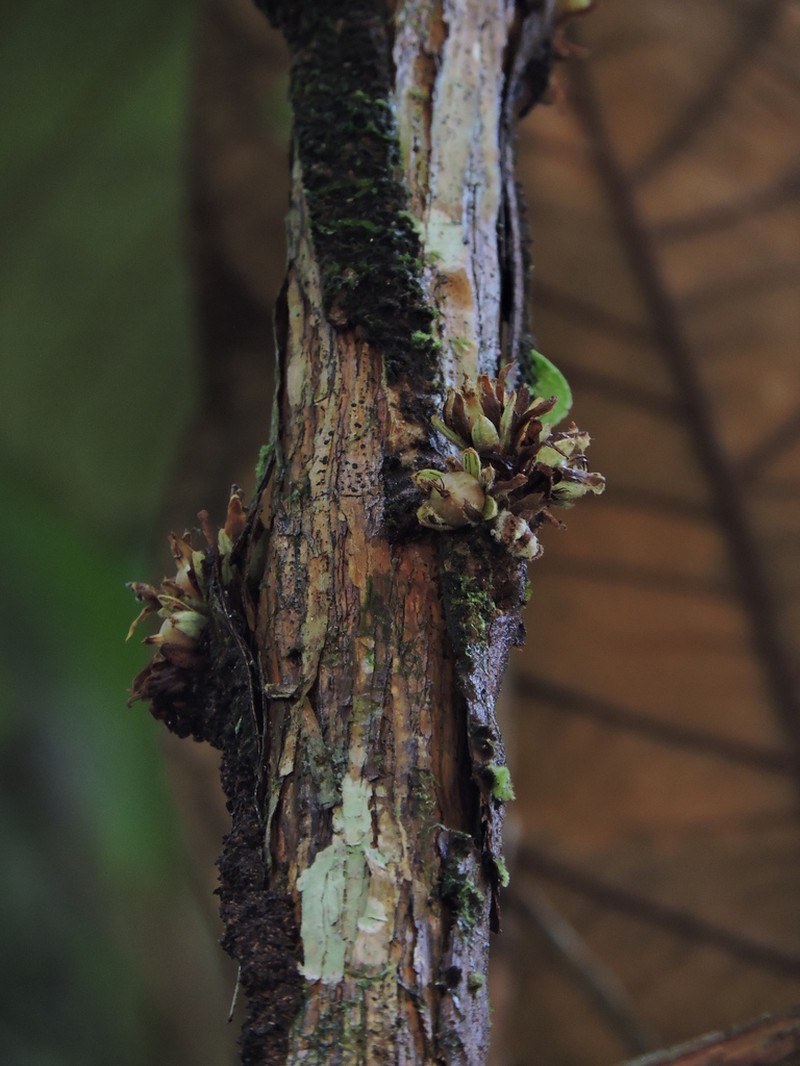 Vismia cauliflora photo 2