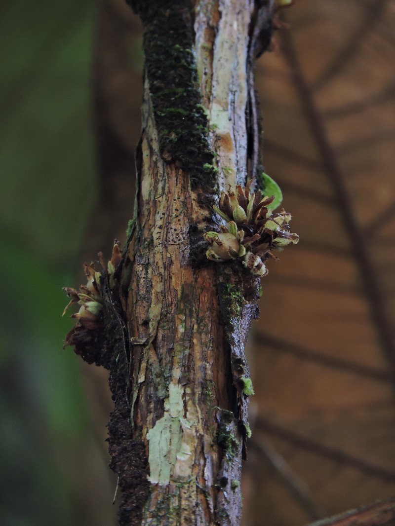 Vismia cauliflora photo 3