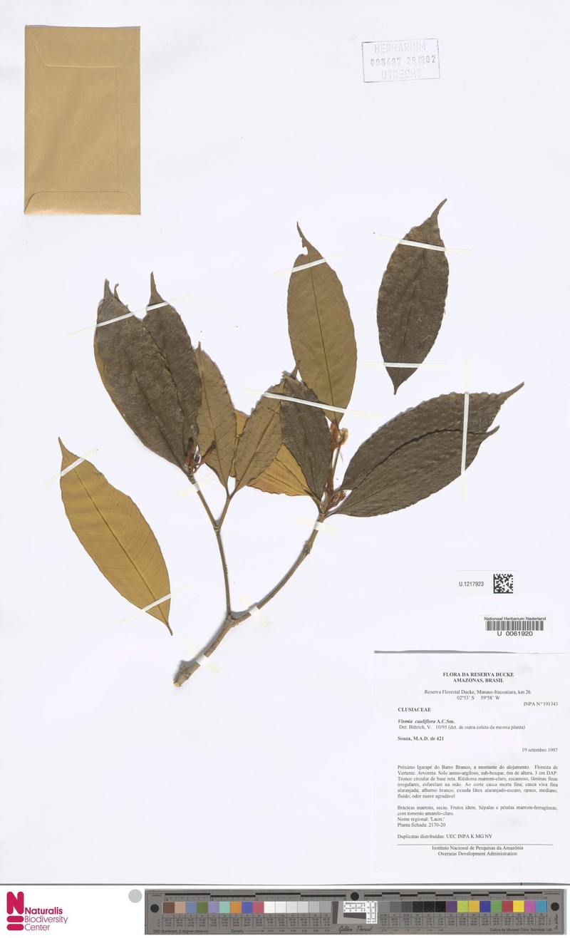 Vismia cauliflora photo 4