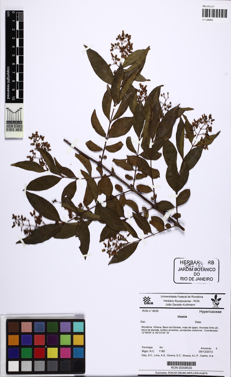 Vismia cavalcantei