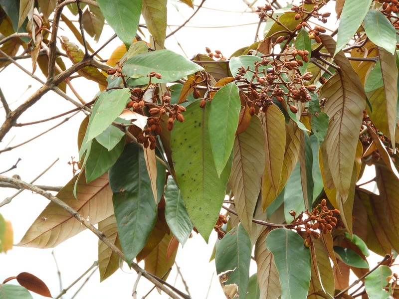 Vismia ferruginea