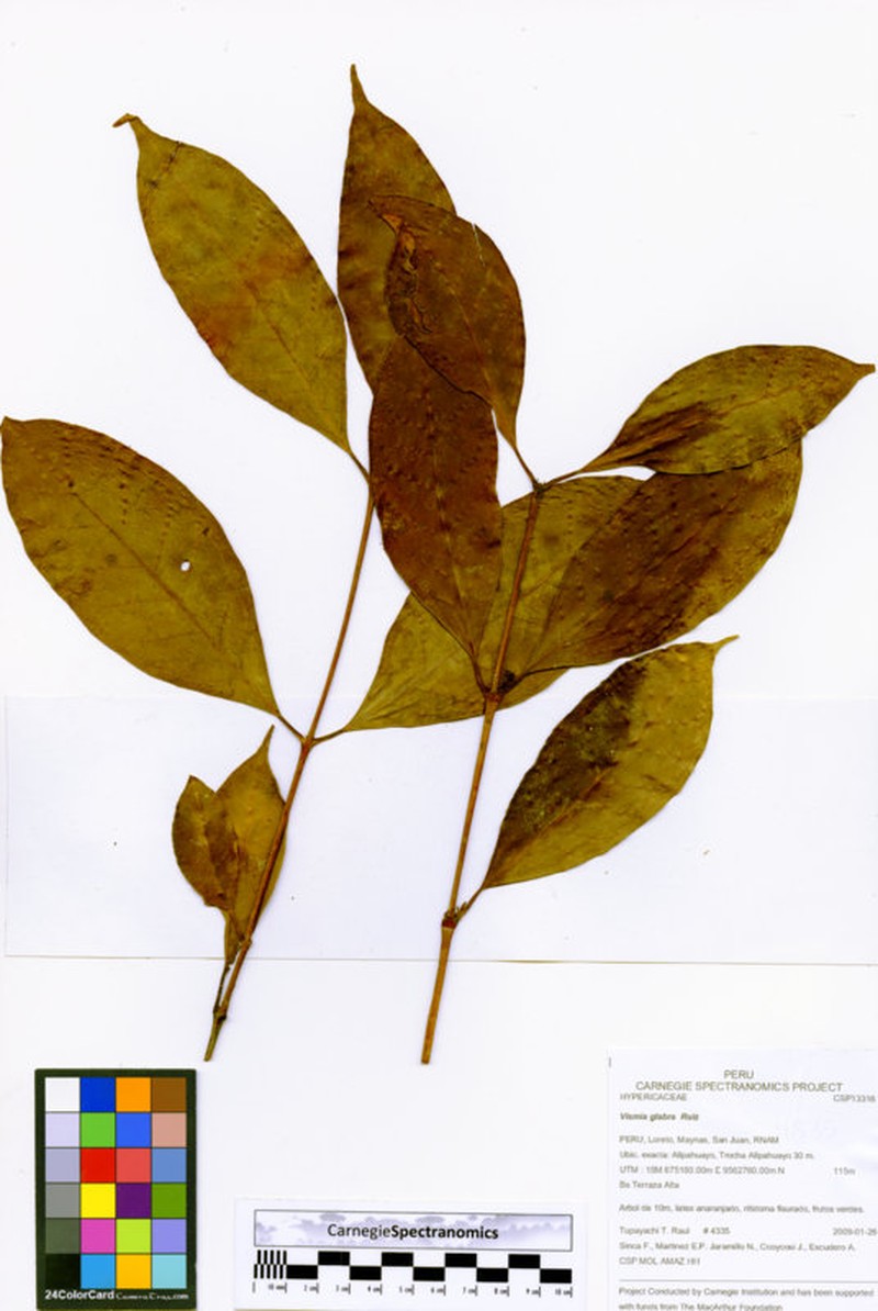 Vismia glabra