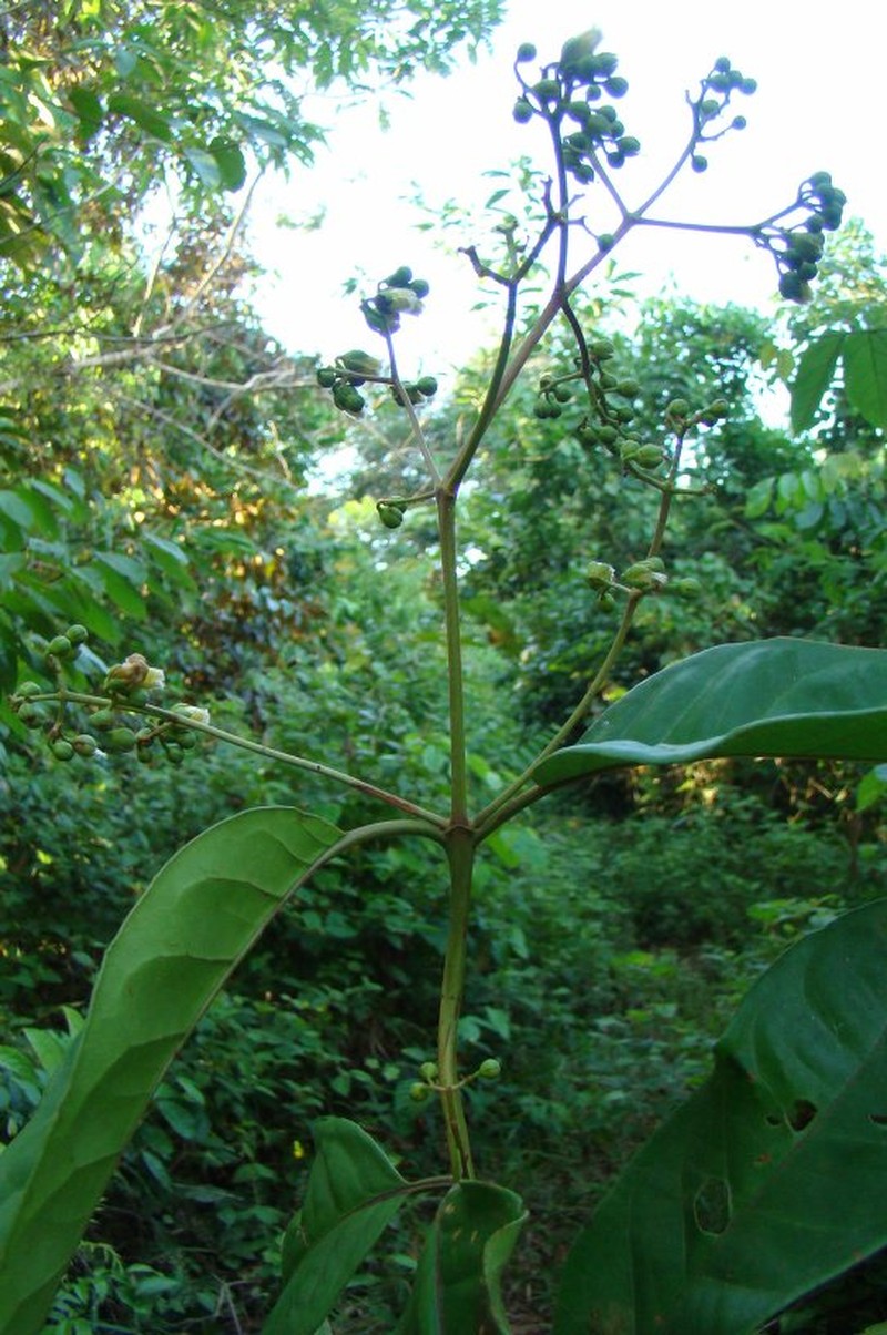 Vismia glabra photo 2